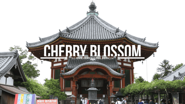 Videohive 20 Cherry Blossom Overlays