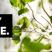 Blender Market Anytree - Trees With Any Shape v2.1.2