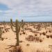 Create realistic game Cactus Optimized with Speedtree for UE By Lucas Anton-Gomez