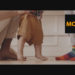 VideoHive Family Moments Color LUTs 50040476