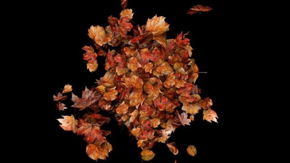 Videohive Autumn Leaves Particles Burst no Plugins