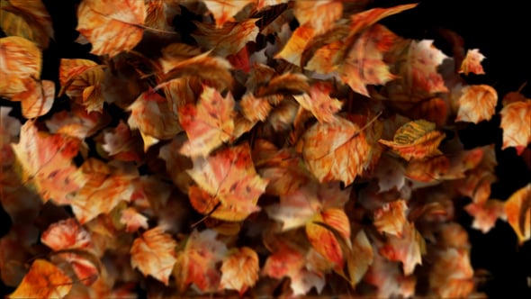 Videohive Autumn leaves motion path particles. Particular 6 Required!