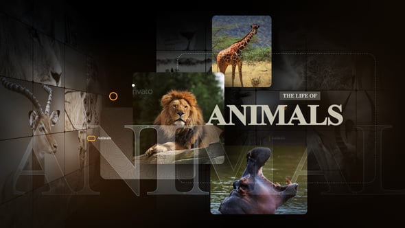 Videohive African Animals