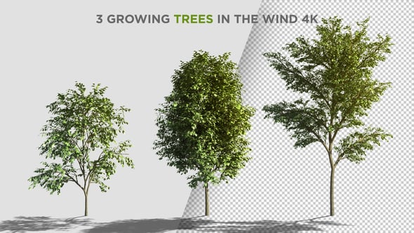 Videohive 3 Growing Trees In The Wind