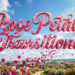 Videohive Rose Petals Transitions for After Effects